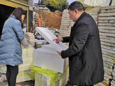 宣恩：椿木营乡烟叶生产抓“三早”