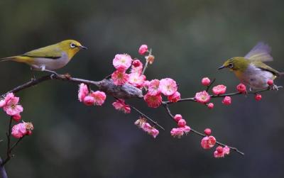 记者手记丨春声 