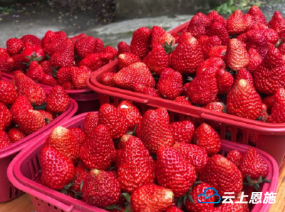 利川： 夫妻俩返乡创业种草莓 草莓红了 日子甜了
