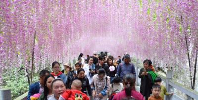 场面火爆！巴人河景区引爆清明旅游“火”