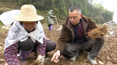 张满明：浙江人在建始 扎根大山深处甘当播绿人