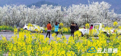建始：十里黄花送香来 长梁四月美翻天