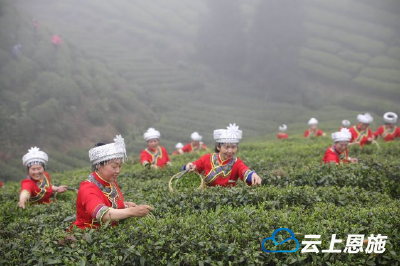 300茶商云集鹤峰共写茶文章 现场签约2.3亿元