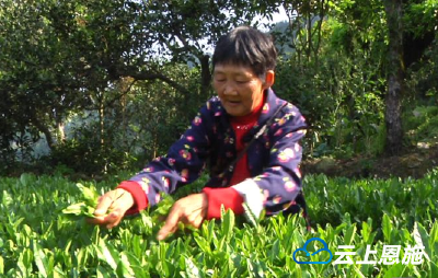 高山采茶成风景 晓溪村特殊模式发展茶叶促农增收