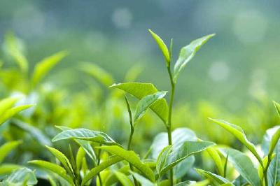 直播预告：今天下午，和主播一起探访“国礼”茶叶的前世今生