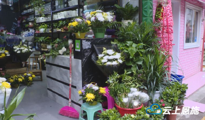 清明节前，祭扫鲜花销量上涨 文明祭扫方式渐获认可