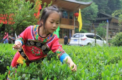 唐崖·黄金洞活动景区举办谷雨采茶节