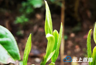 鹤峰：春茶飘香季 读诗煮茶听风雨