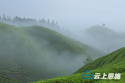 雾漫木耳山 茶山美如画