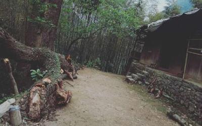 建始：千年古樟顺风倒，及时避险平安无事