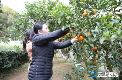 鹤峰县铁炉白族乡：丑柑燃起白族山乡致富新希望