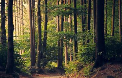 湖北3个督查组分赴各地开展森林火灾隐患整治督查