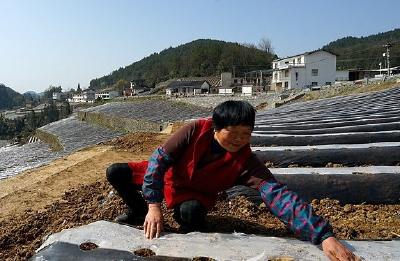 恩施市马铃薯大会参观现场筹备工作有序推进