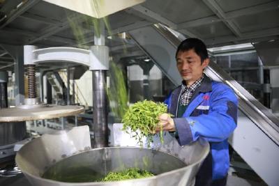 巴东：春来新绿香满园，金茗农业茶叶收购加工忙