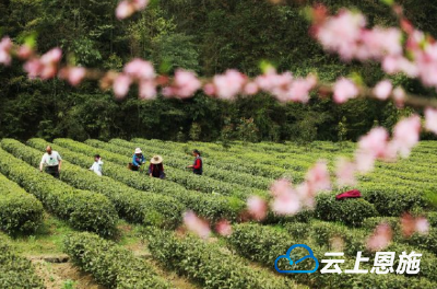 鹤峰：清明节风和日丽 茶园尽是采茶人