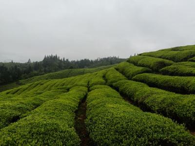万里茶道茶源地暨湖北鹤峰第二届茶商大会即将举行