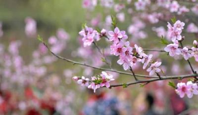 恩施：农家“花园”引客来