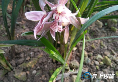 “朵朵兰花”铺开致富路