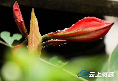鹤峰中村：花未全开月未圆，丝路花雨度小满