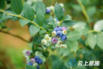 建始：小蓝莓喜迎大丰收