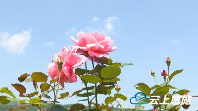 建始：大山最深处  月季吐芬芳