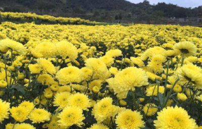 建始“神硒花茶”走出国门