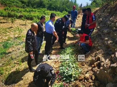 男子在自家菜园种了一片“花海”治牙疼被刑拘，咋回事儿？