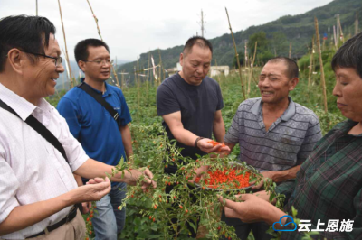 建始：贫困户种枸杞喜上添喜， “交钥匙工程”又涨价