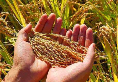 联合国预计2019年全球谷物产量将创新高