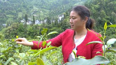 刘炳桃:带领乡亲种茶致富
