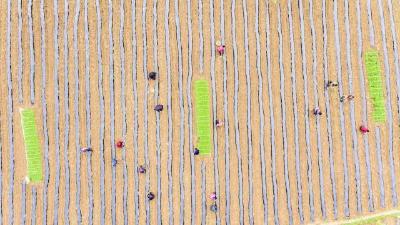 改种辣椒后，建始这个村的全年产值达160多万