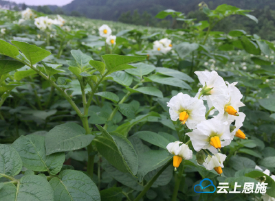 视频 | “探秘恩施马铃薯”系列报道②：硒土豆变身记