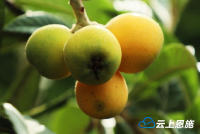 送了两筐枇杷给好友，却遭对方嘲讽，怎么回事？