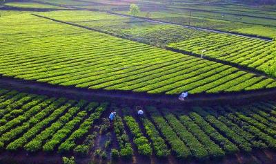 巴东被认定为国家区域性茶叶良种繁育基地