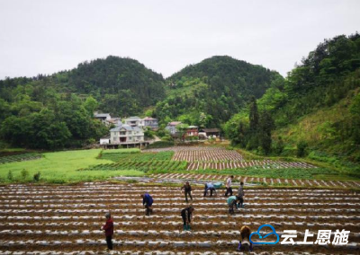 建始业州：四村争抢“扶贫苗” 辣椒秧八方安家