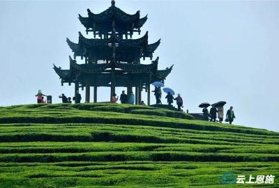 雨中游茶园 感受别样风情