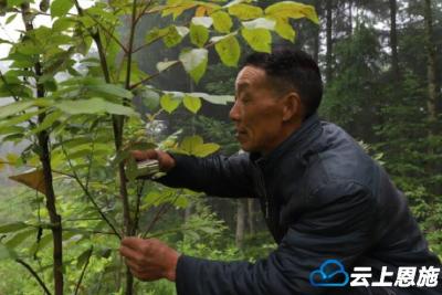 修路 盖房子 种药材 养鸡，这位恩施老人在大山深处干出大成绩