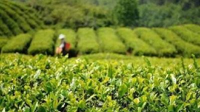 喜报！巴东县被农业农村部认定为国家区域性茶叶良种繁育基地！
