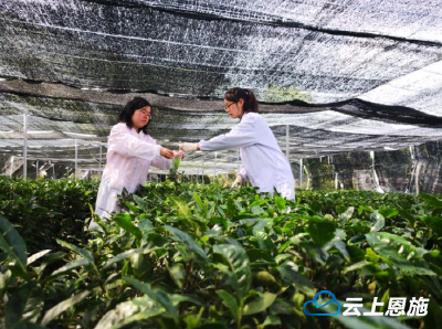 规范茶叶产品质量 巴东持续对茶企进行抽检