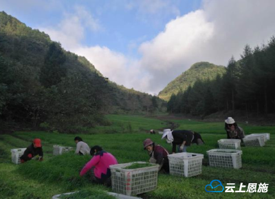 麦“草”园飘香富乡民