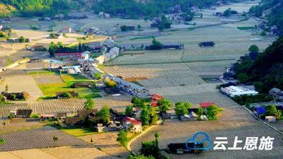 鹤峰：烟田——写在大地的诗行