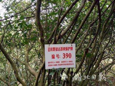 巴东1万余亩野茶树挂牌，专人保护！恩施州野茶成“宝藏”