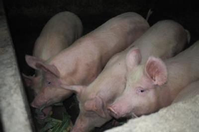 决胜脱贫攻坚 | 喻发珍：昔日贫困户  今朝“猪大王”