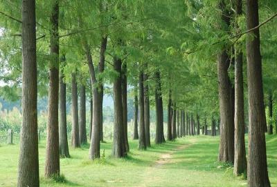 恩施州开展“最美古树” “州树、州花”评选