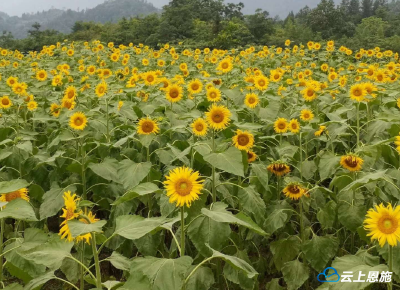 又多了个好去处 来凤向日葵花海即将开园