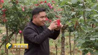 利川又㕛叒叕上央视了……