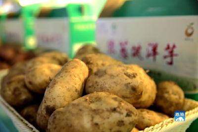 野三关一合作社种洋芋，网上销售，5年卖了1400万元
