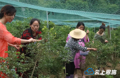 端午节 下坪二等岩的蓝莓走俏