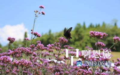 早啊！恩施（2019.06.12）