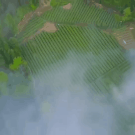 惊爆！星巴克的抹茶基地在恩施